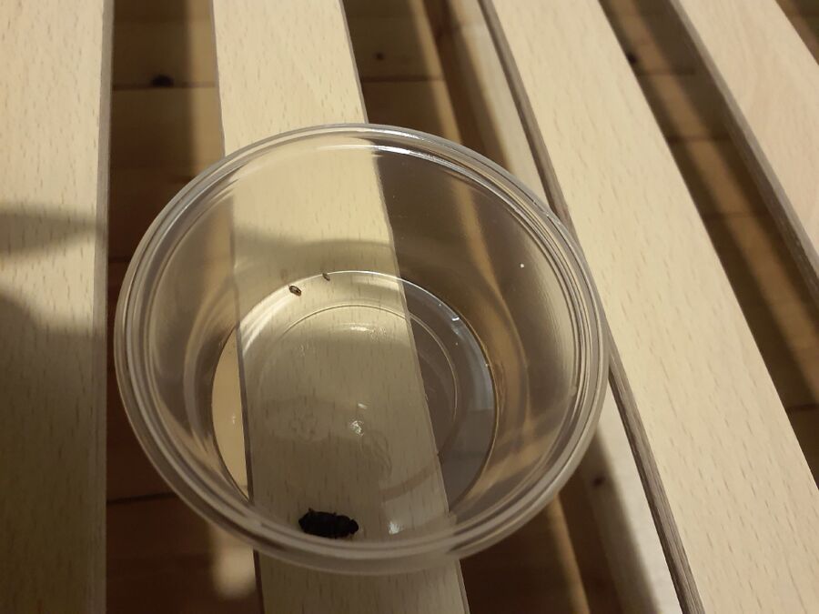 Bettwanzen_bekaempfen