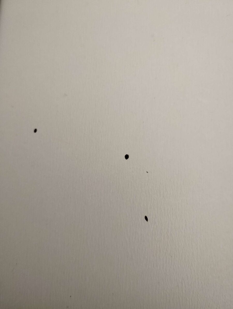 Bettwanzen_bekaempfen