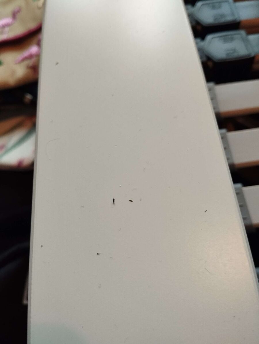 Bettwanzen_bekaempfen