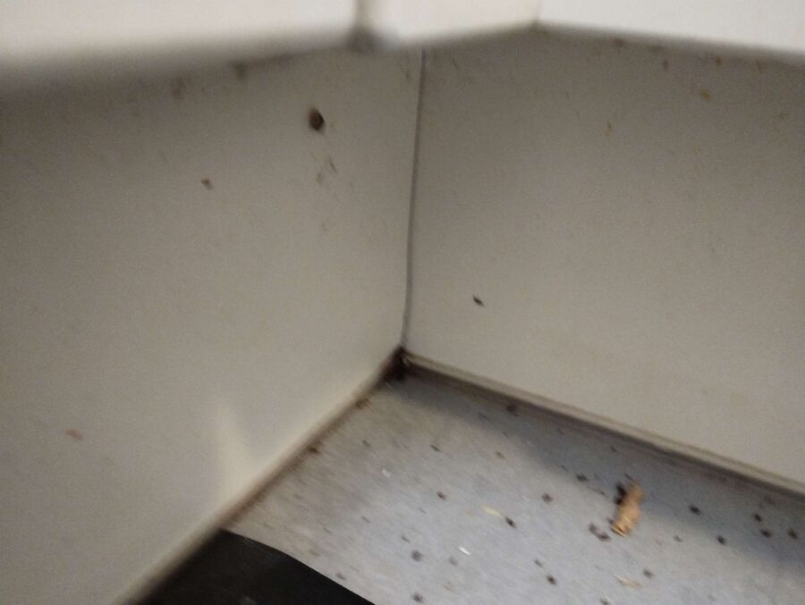 ameisen_vertreiben_bekaempfen_entfernen