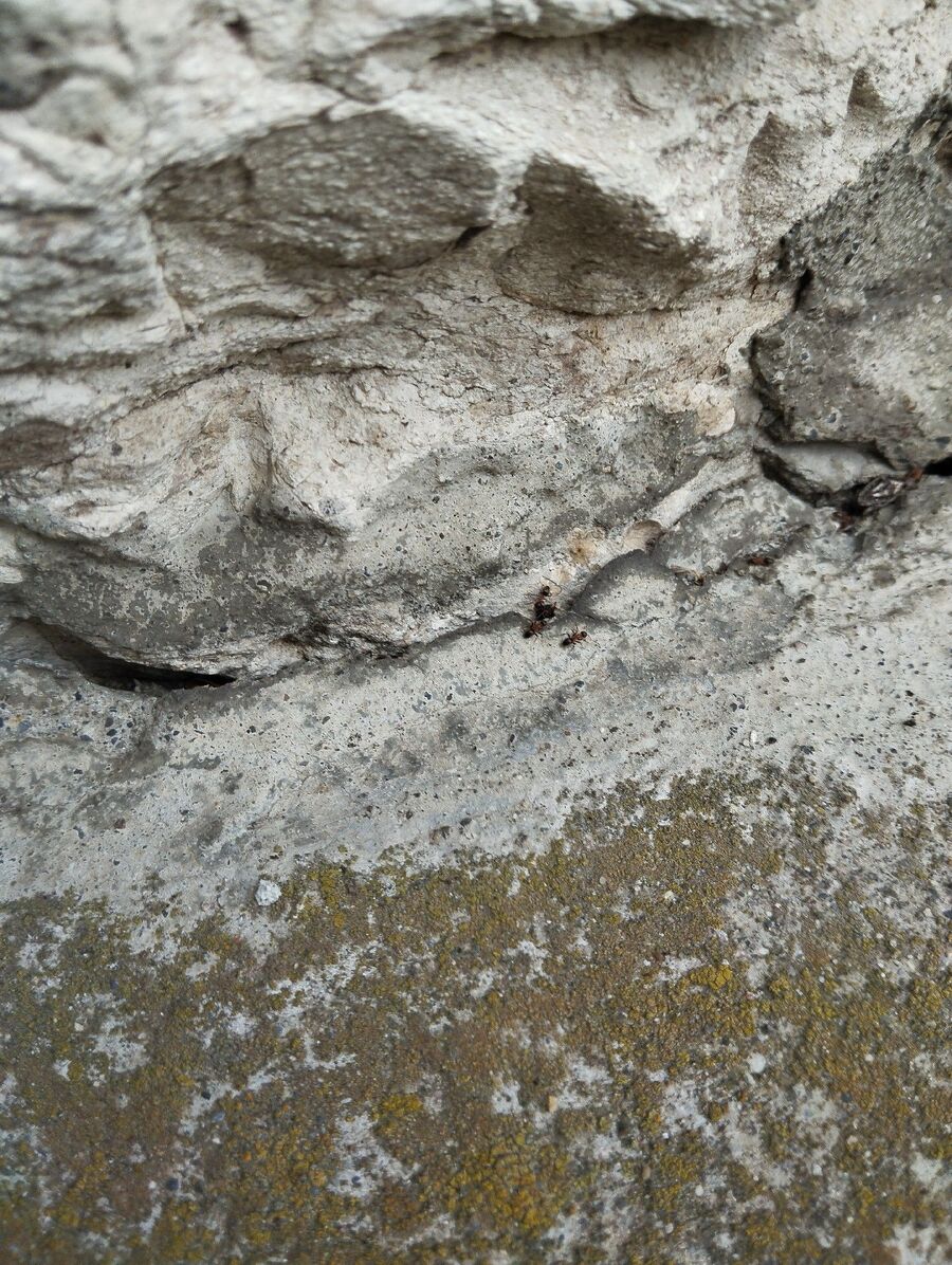 ameisen_vertreiben_bekaempfen_entfernen