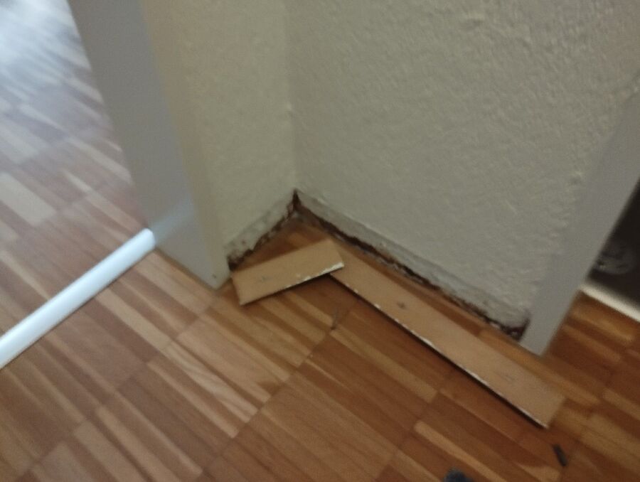 ameisen_vertreiben_bekaempfen_entfernen