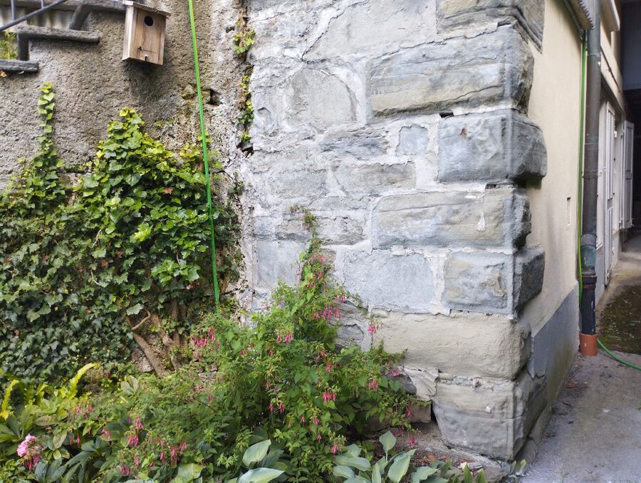 ameisen_vertreiben_bekaempfen_entfernen