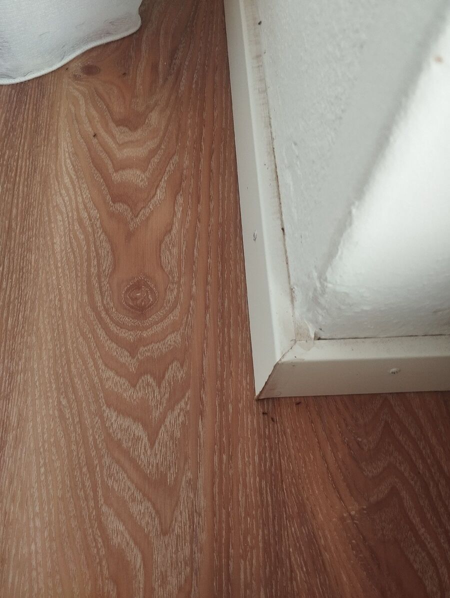 ameisen_vertreiben_bekaempfen_entfernen