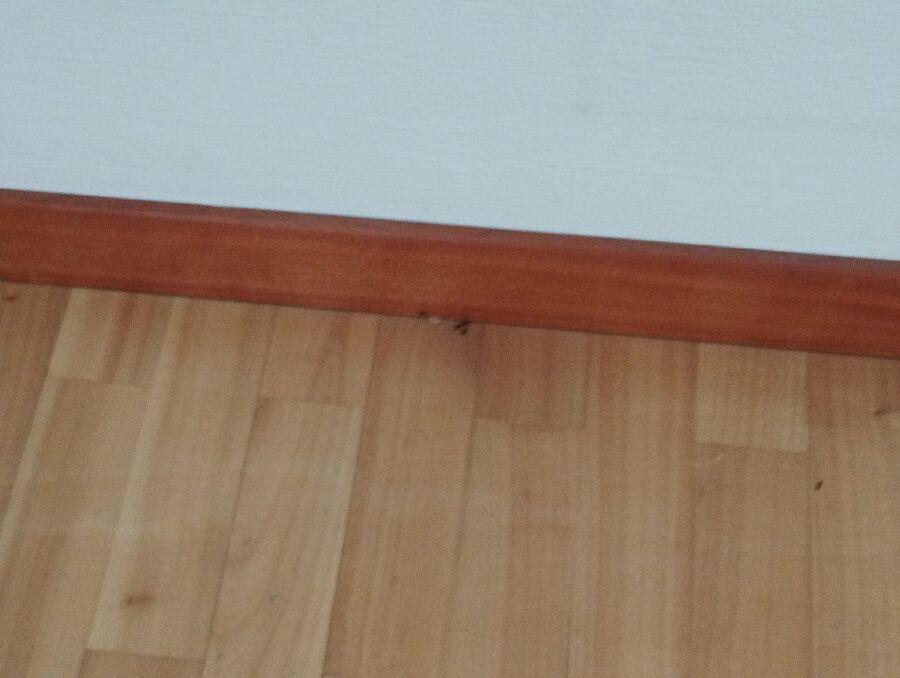 ameisen_vertreiben_bekaempfen_entfernen