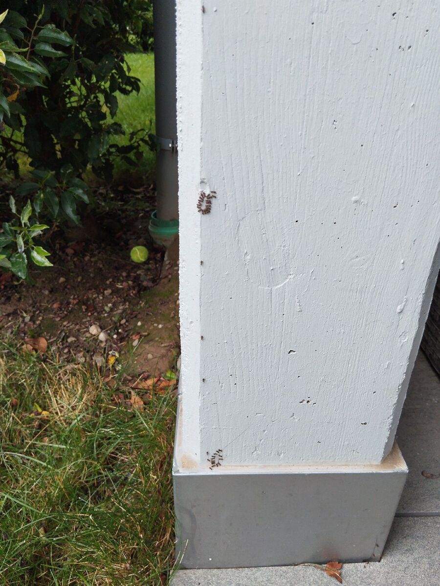 ameisen_vertreiben_bekaempfen_entfernen