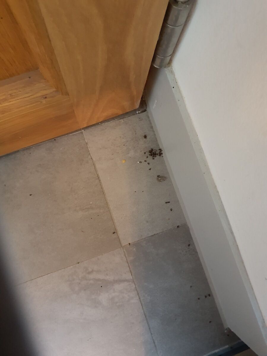 ameisen_vertreiben_bekaempfen_entfernen