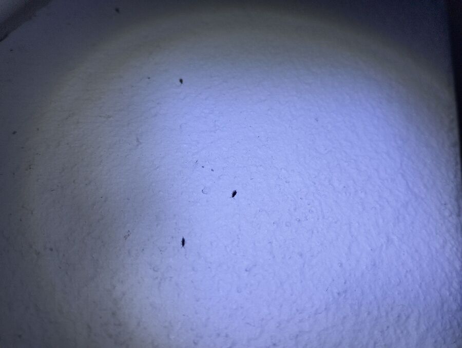 Bettwanzen_bekaempfen