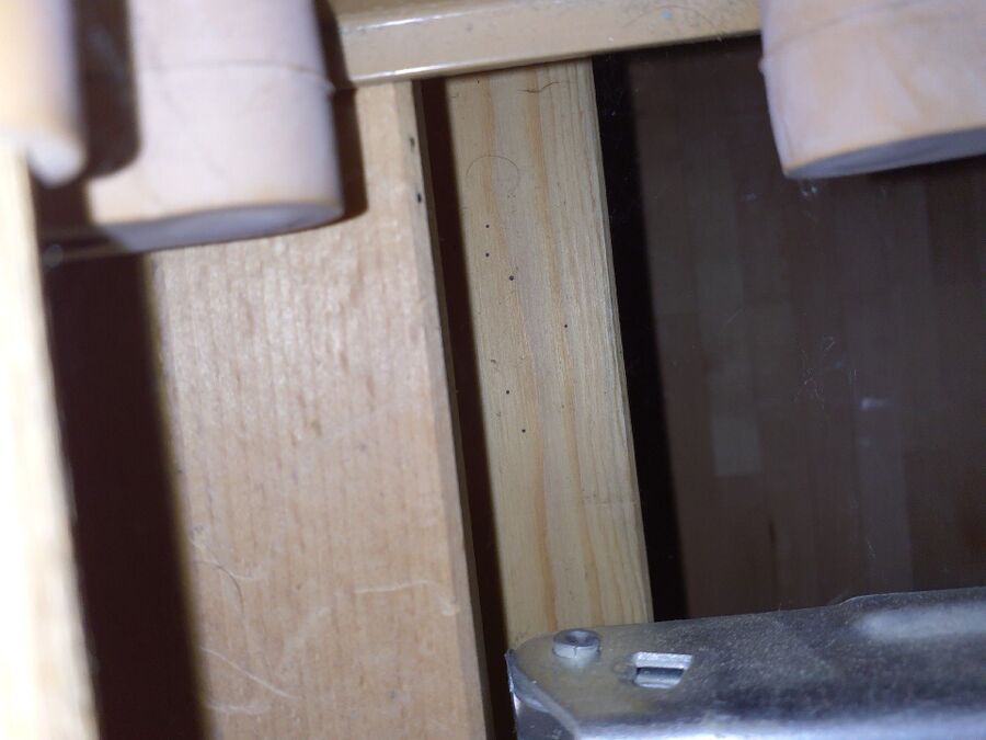 Bettwanzen_bekaempfen