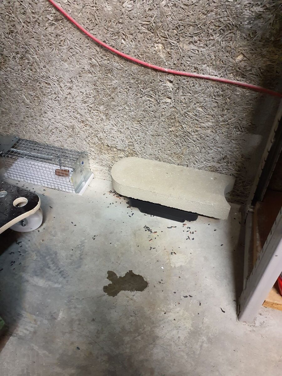 ratten_bekaempfung_ratten_vertreiben