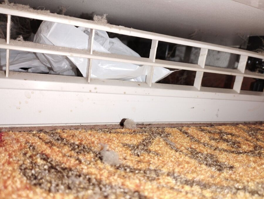 ratten_bekaempfung_ratten_vertreiben
