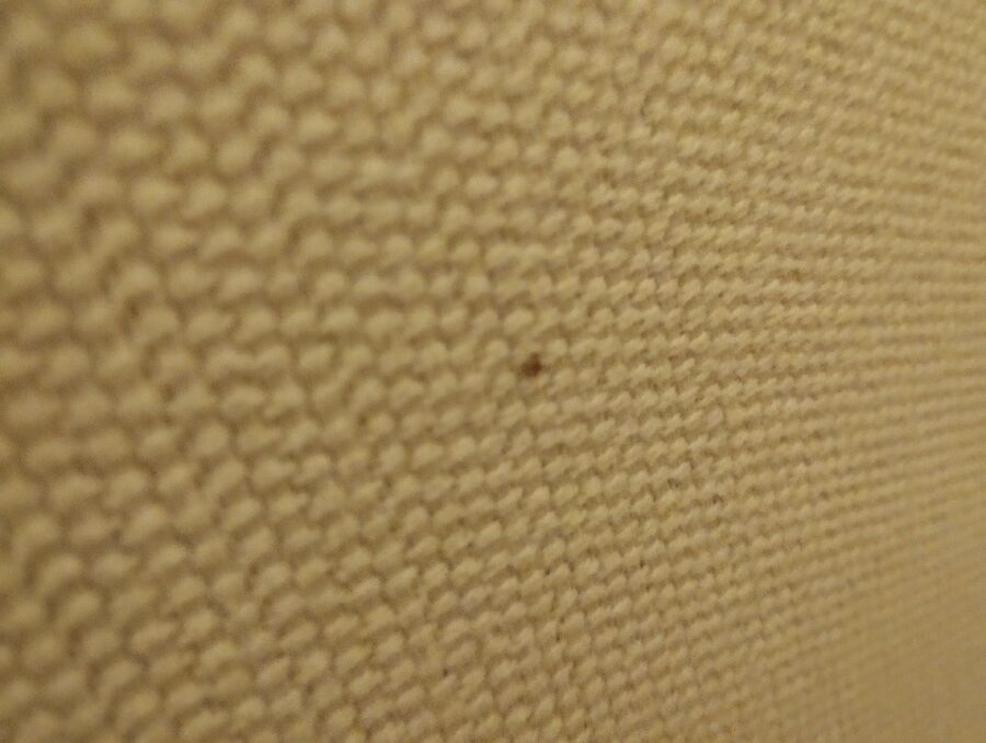 Bettwanzen_bekaempfen