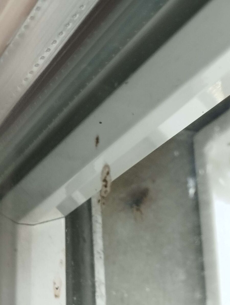 wespennest_entfernen