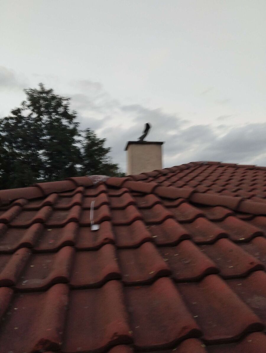 wespennest_entfernen