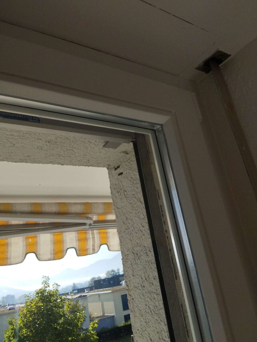 wespennest_entfernen