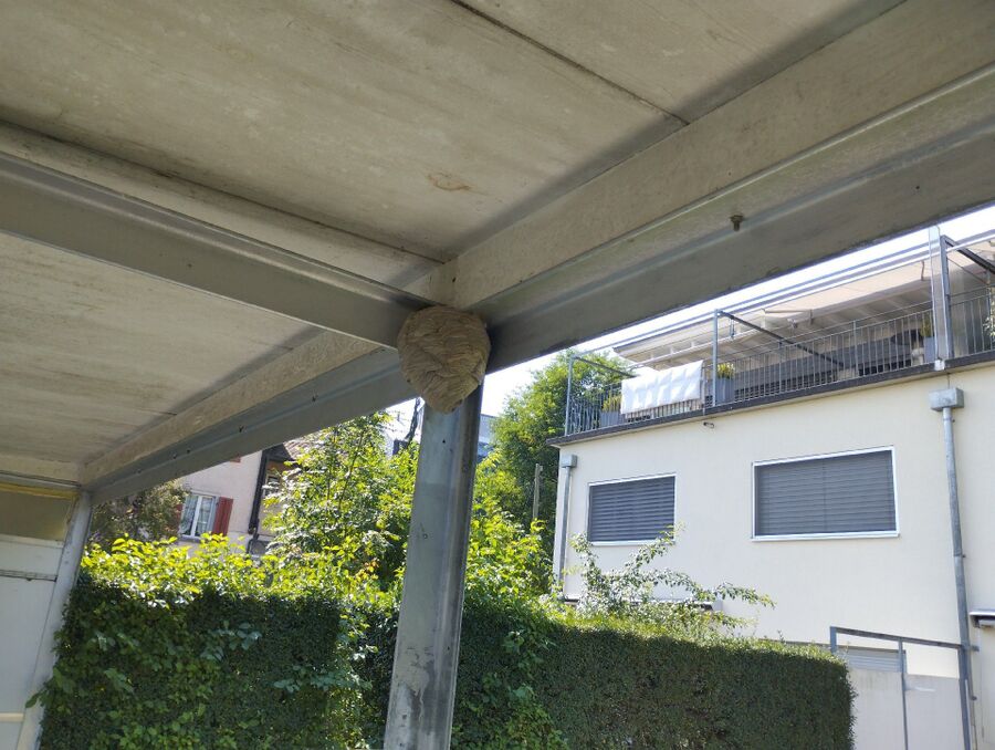 wespennest_entfernen