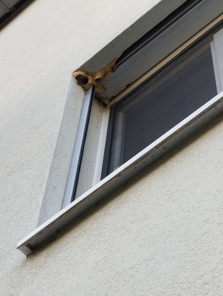 wespennest_entfernen