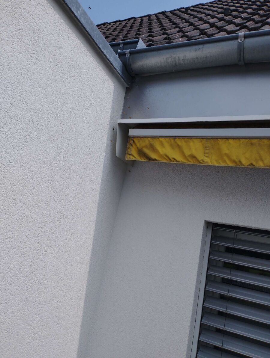 wespennest_entfernen