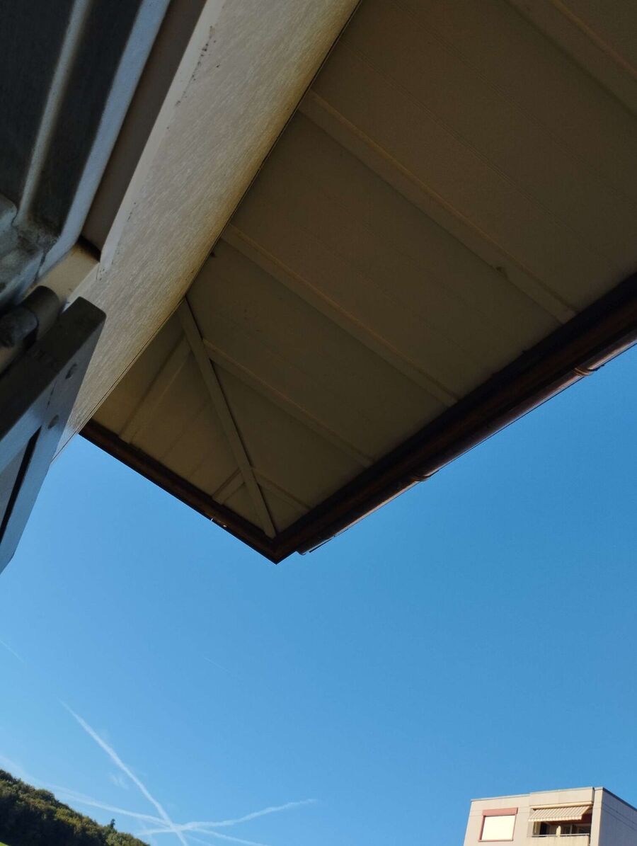 wespennest_entfernen