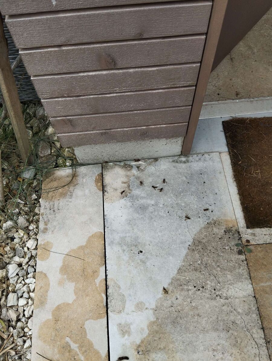 wespennest_entfernen