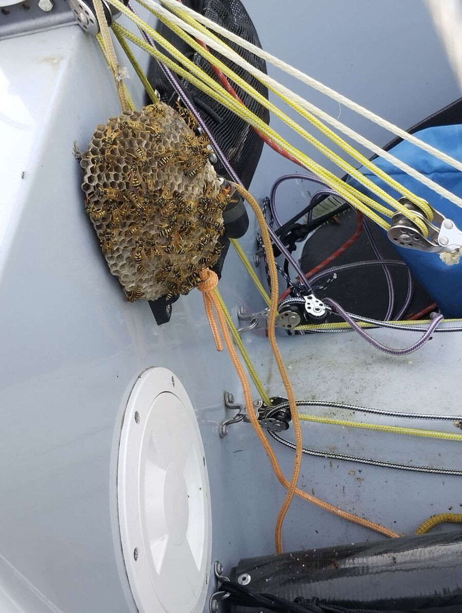 wespennest_entfernen