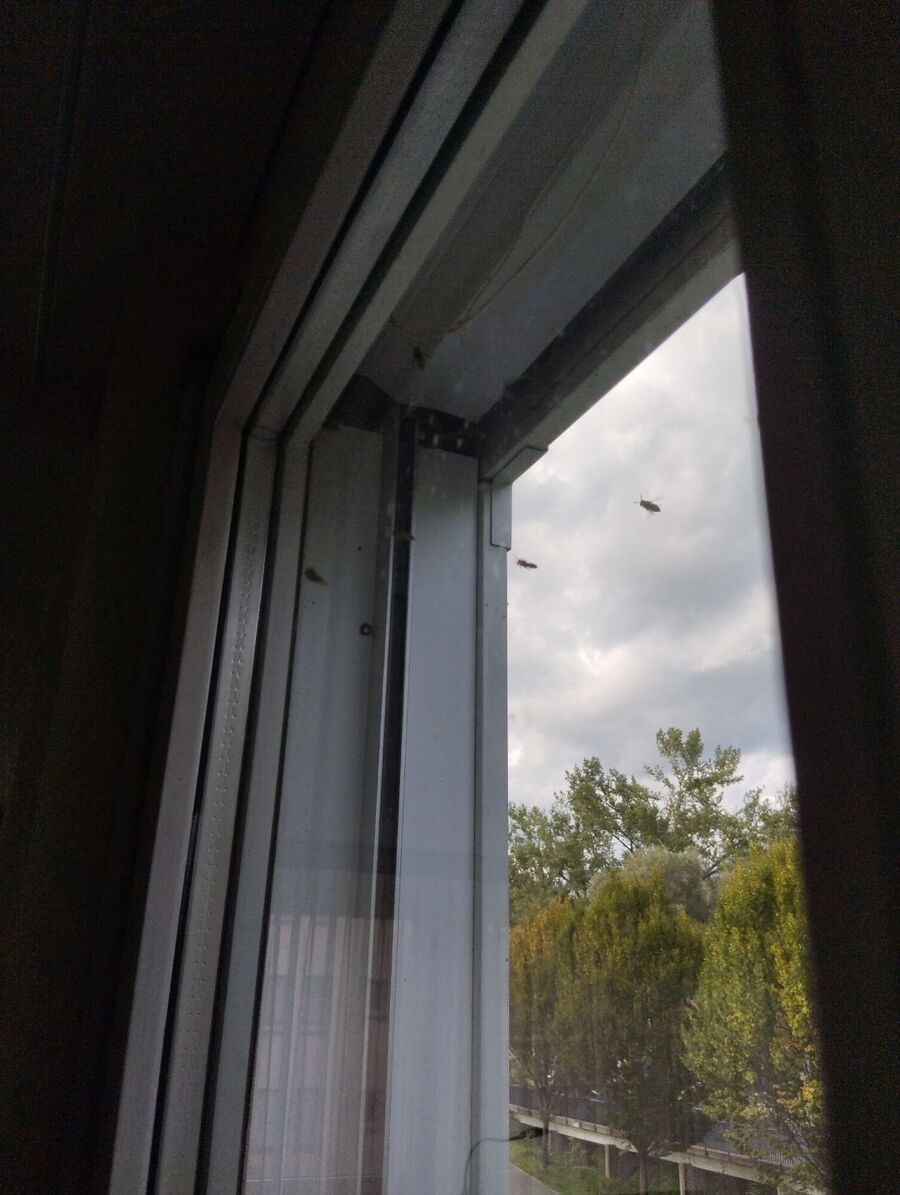 wespennest_entfernen