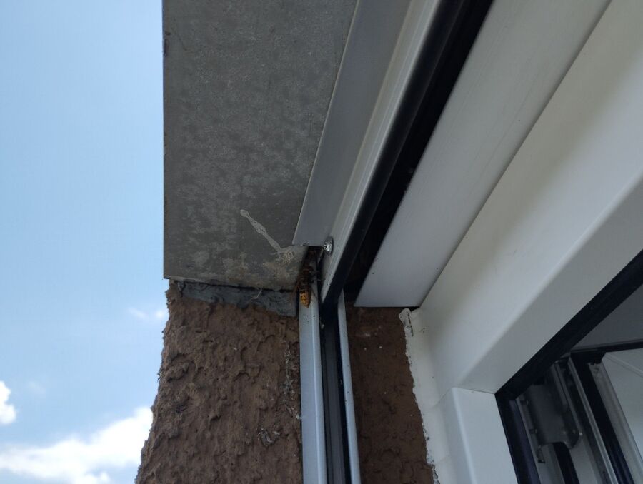 wespennest_entfernen