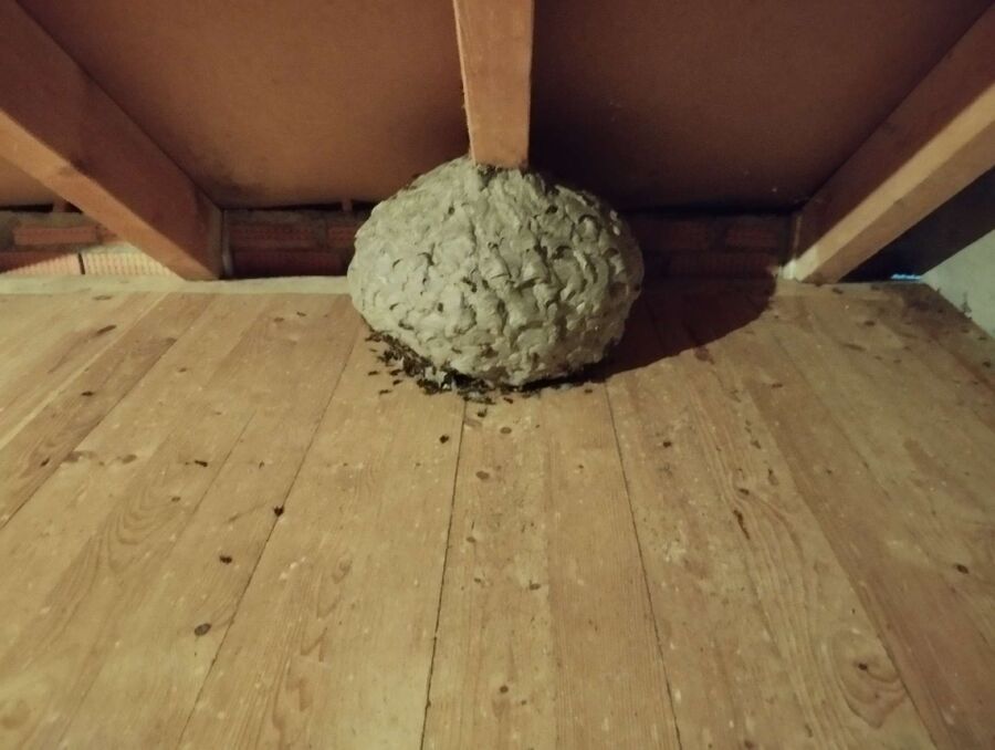 wespennest_entfernen