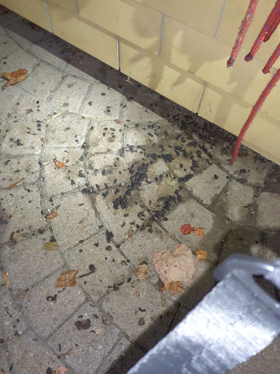 ratten_bekaempfung_ratten_vertreiben