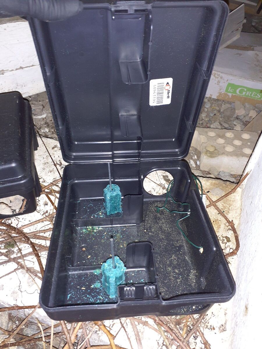 ratten_bekaempfung_ratten_vertreiben