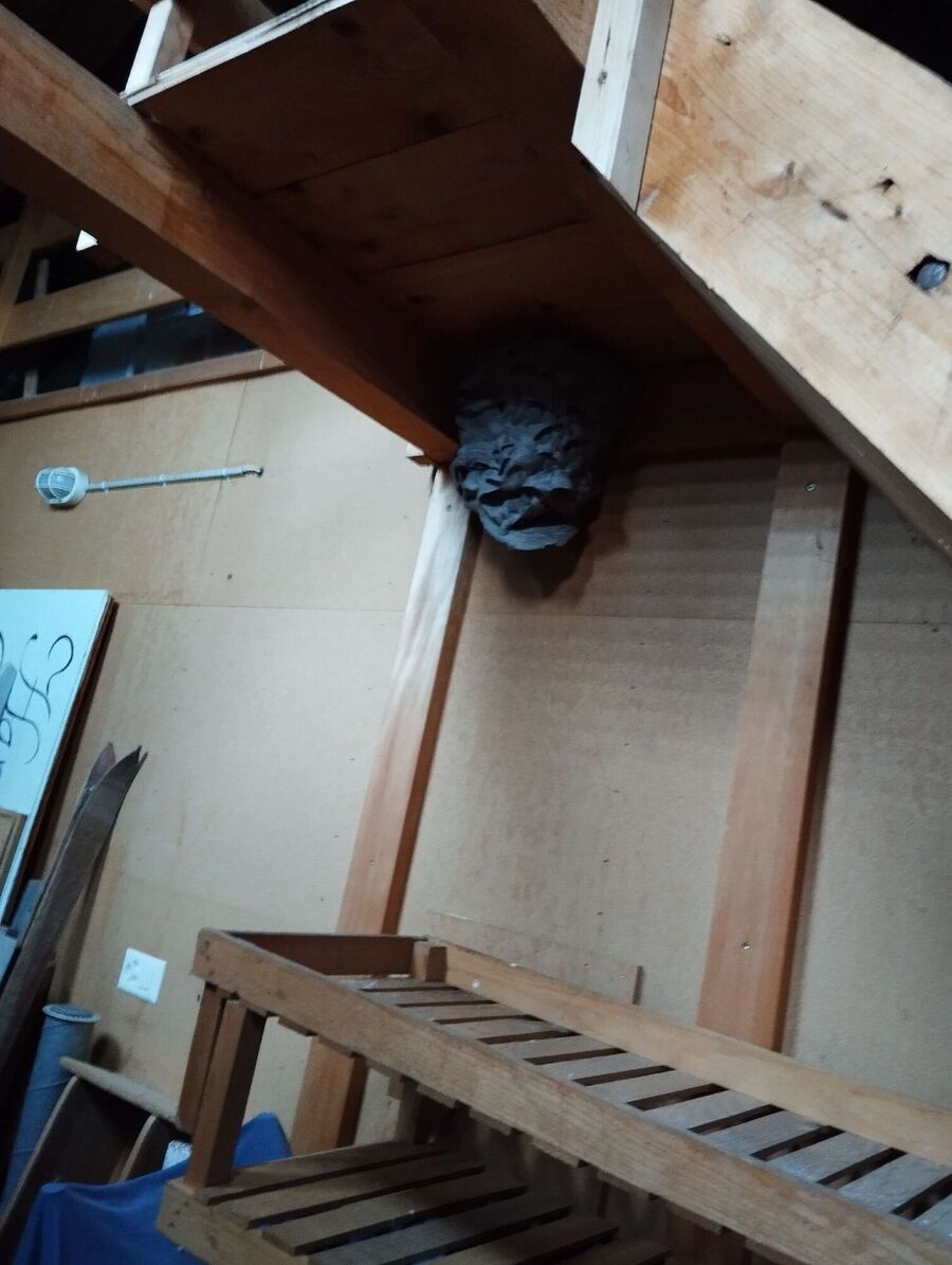 wespennest_entfernen