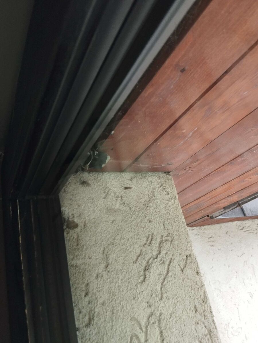 wespennest_entfernen