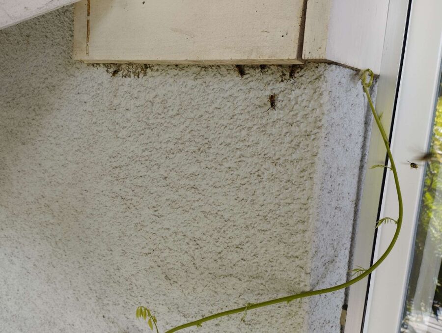 wespennest_entfernen