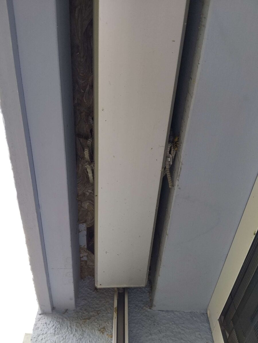 wespennest_entfernen