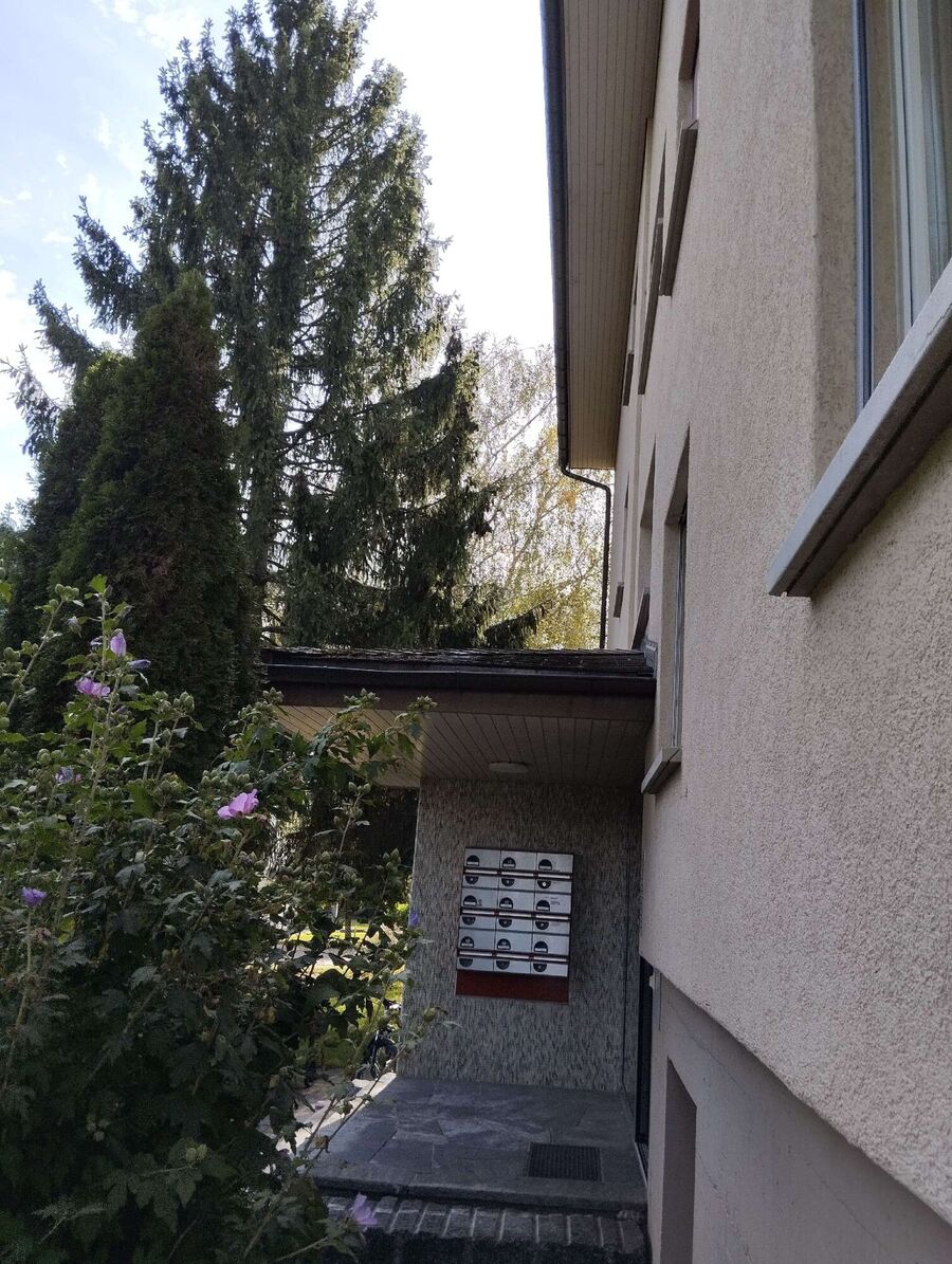 wespennest_entfernen