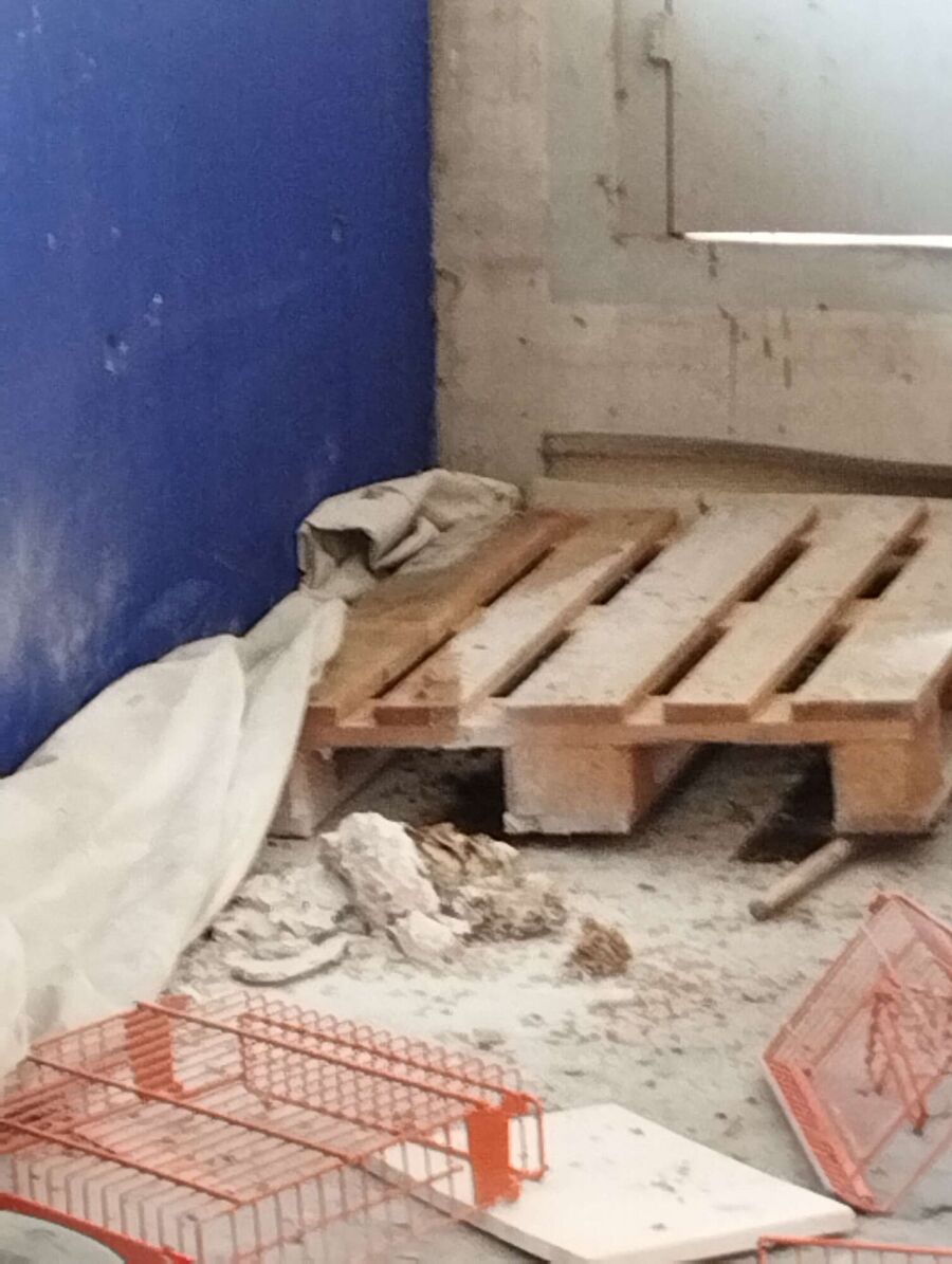 wespennest_entfernen