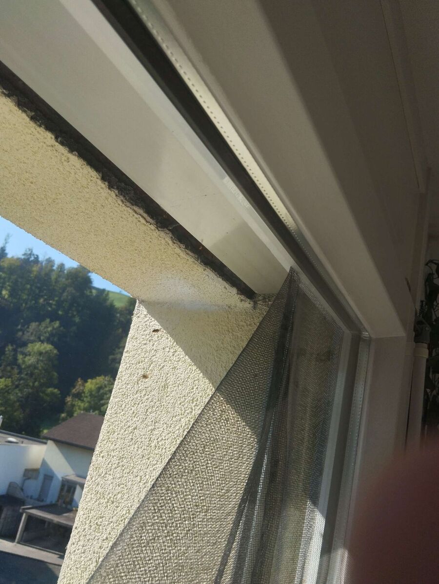 wespennest_entfernen