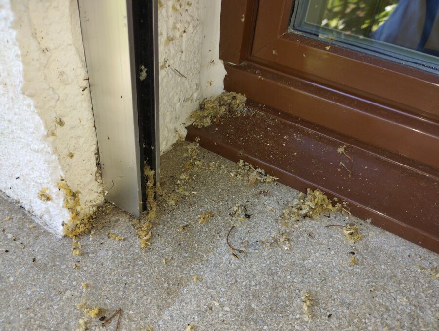 wespennest_entfernen