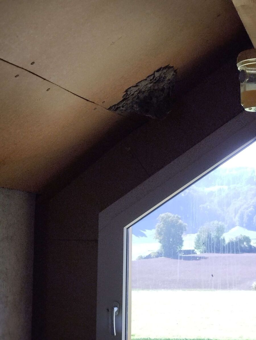 wespennest_entfernen