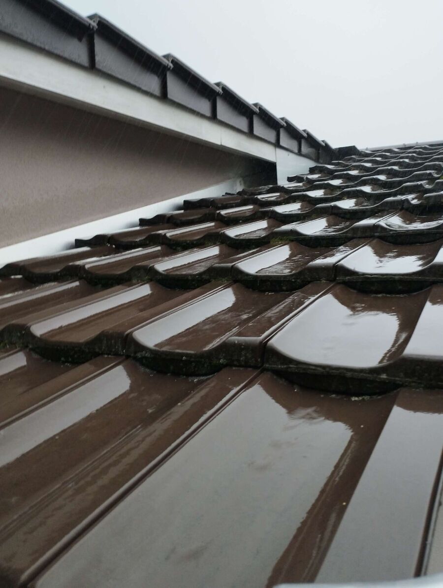 wespennest_entfernen