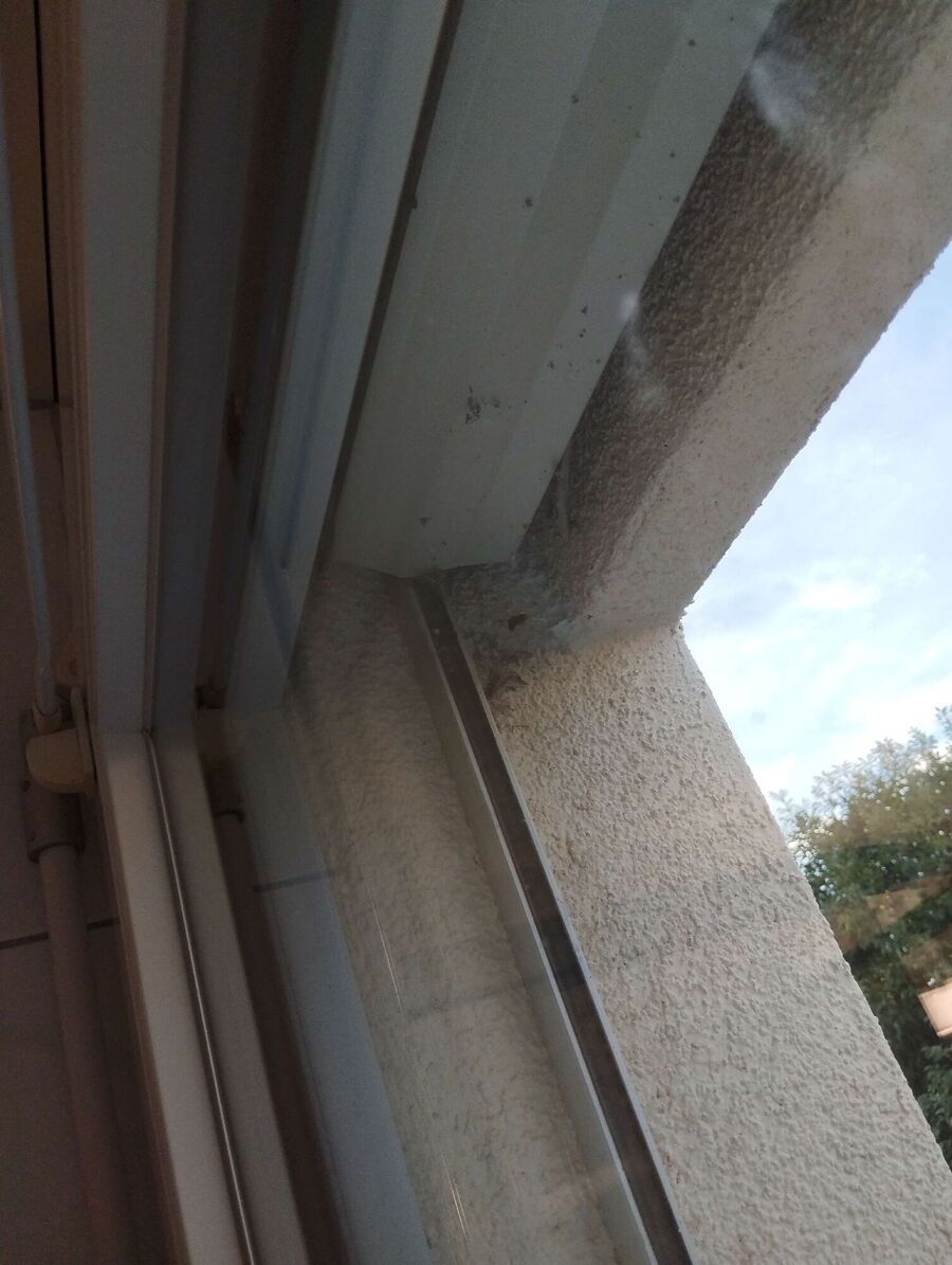 wespennest_entfernen